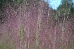 Purple Muhly Grass, Sweetgrass, Dune Hairgrass, Basket Grass /
Muhlenbergia sericea (Syn. Muhlenbergia filipes)